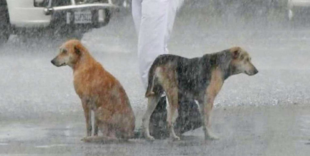 Police share their umbrella with homeless dogs