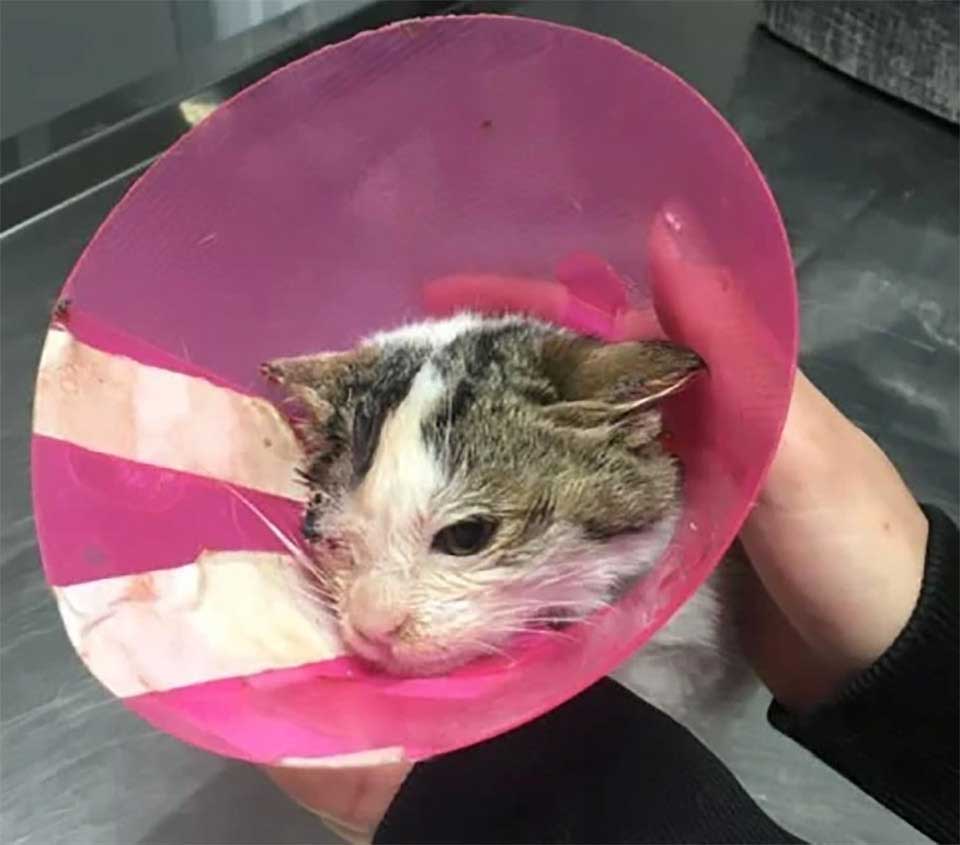 Rescued cat
