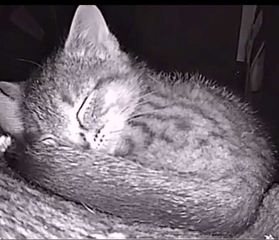 Sleeping stray cat