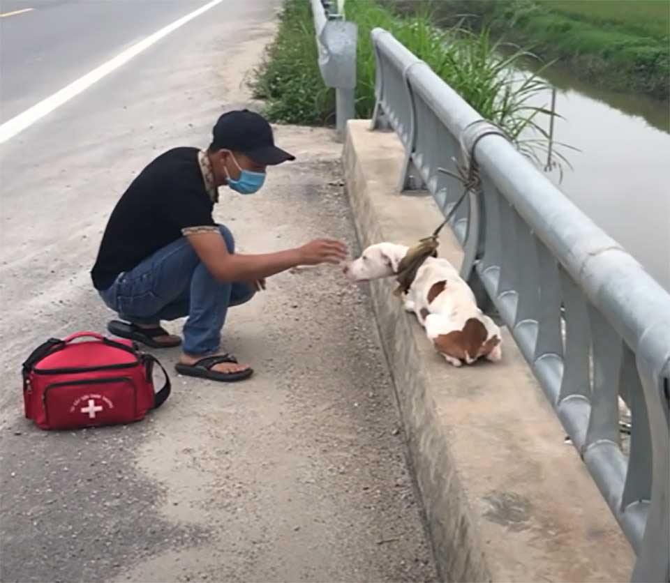 abandoned dog on the bridge