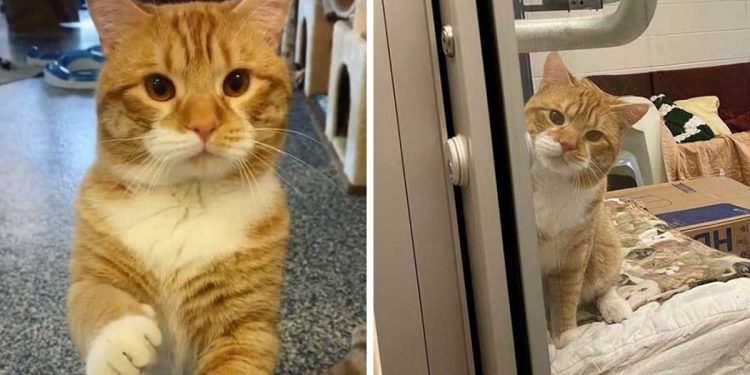 cat welcomes visitors refuge hopes adopts