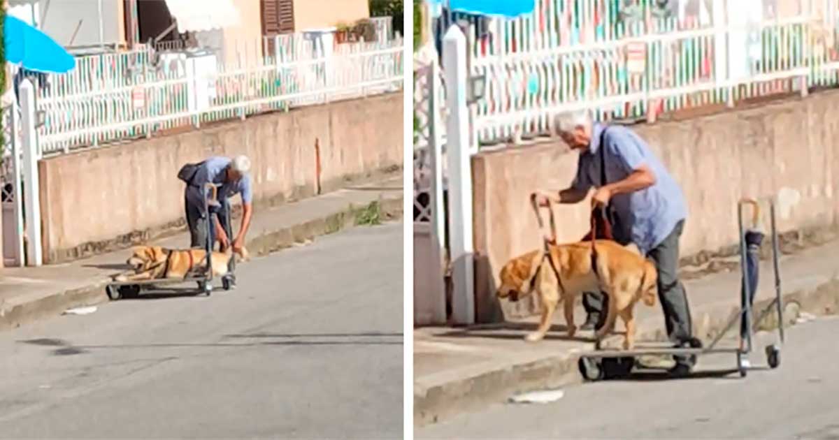 elderly man walks disabled dog cart