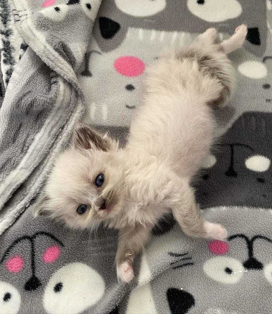 kitten with her personality captivates hearts
