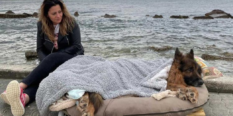 paralyzed dog last stroll sea mobile bed