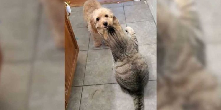 puppy asks help big dog against cat