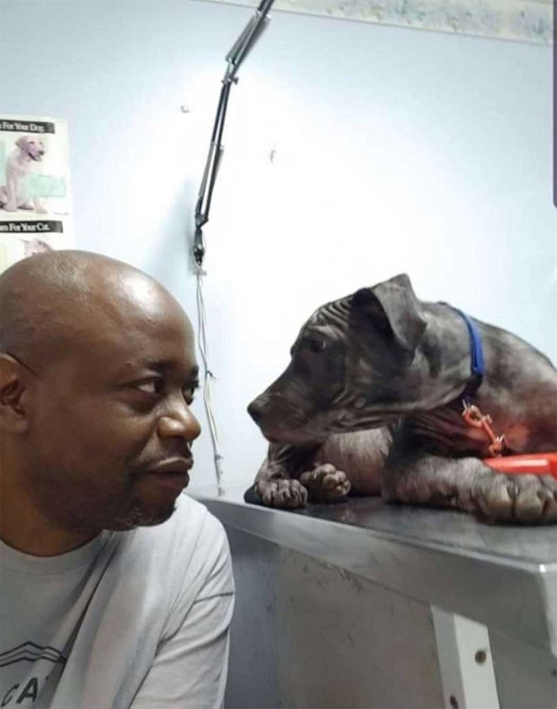 rescued dog veterinarian