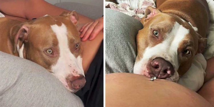 surprised dog feels baby belly mom