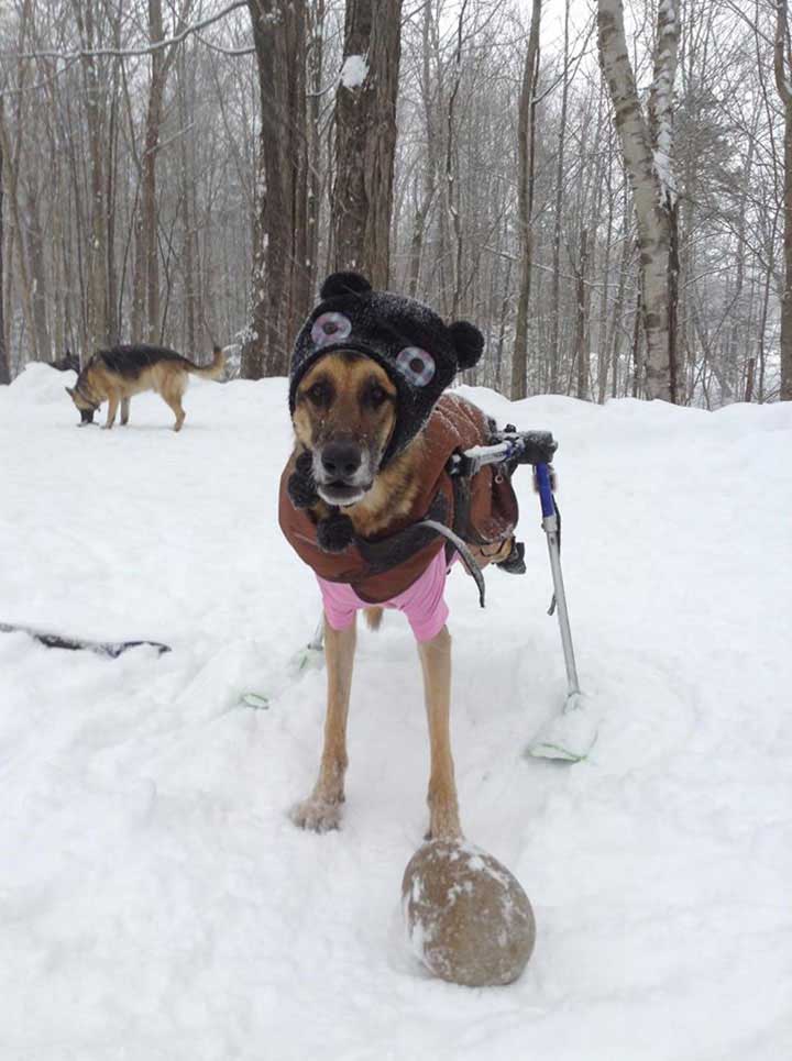 special needs dog in winter