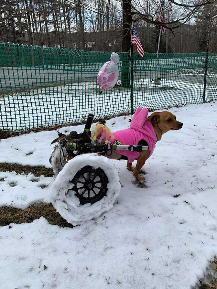 woman adopts dogs with special needs