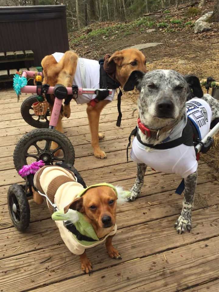 Tracey Fowler adopts special dogs and calls them the fowler herd