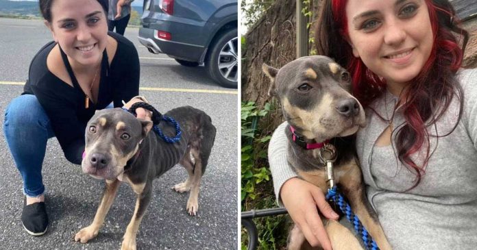 woman cleans abandoned house finds dog