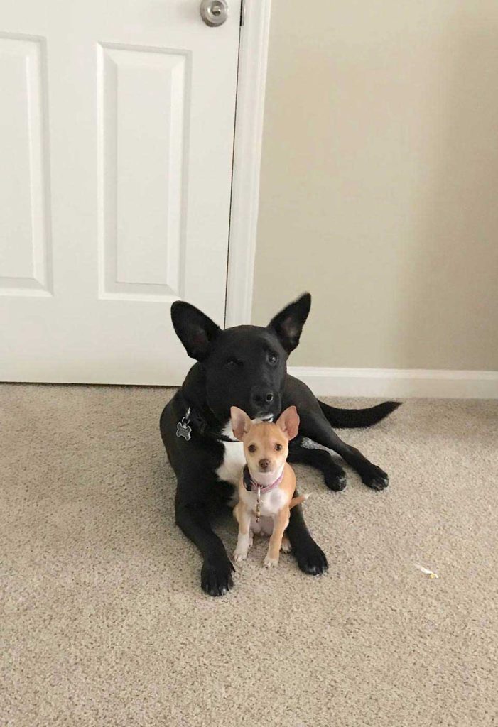Adorable puppies
