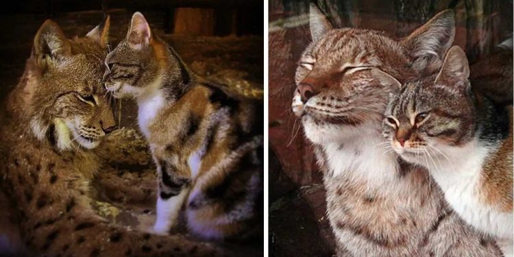 Cat Sneaks Zoo Befriends Lynx