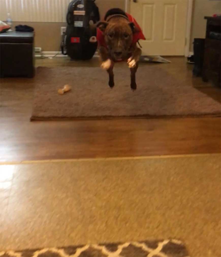 Kylo jumps from carpet to carpet