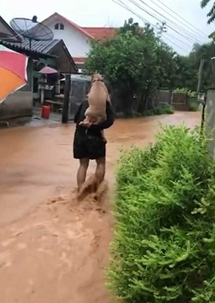 Man and puppy on flooded road