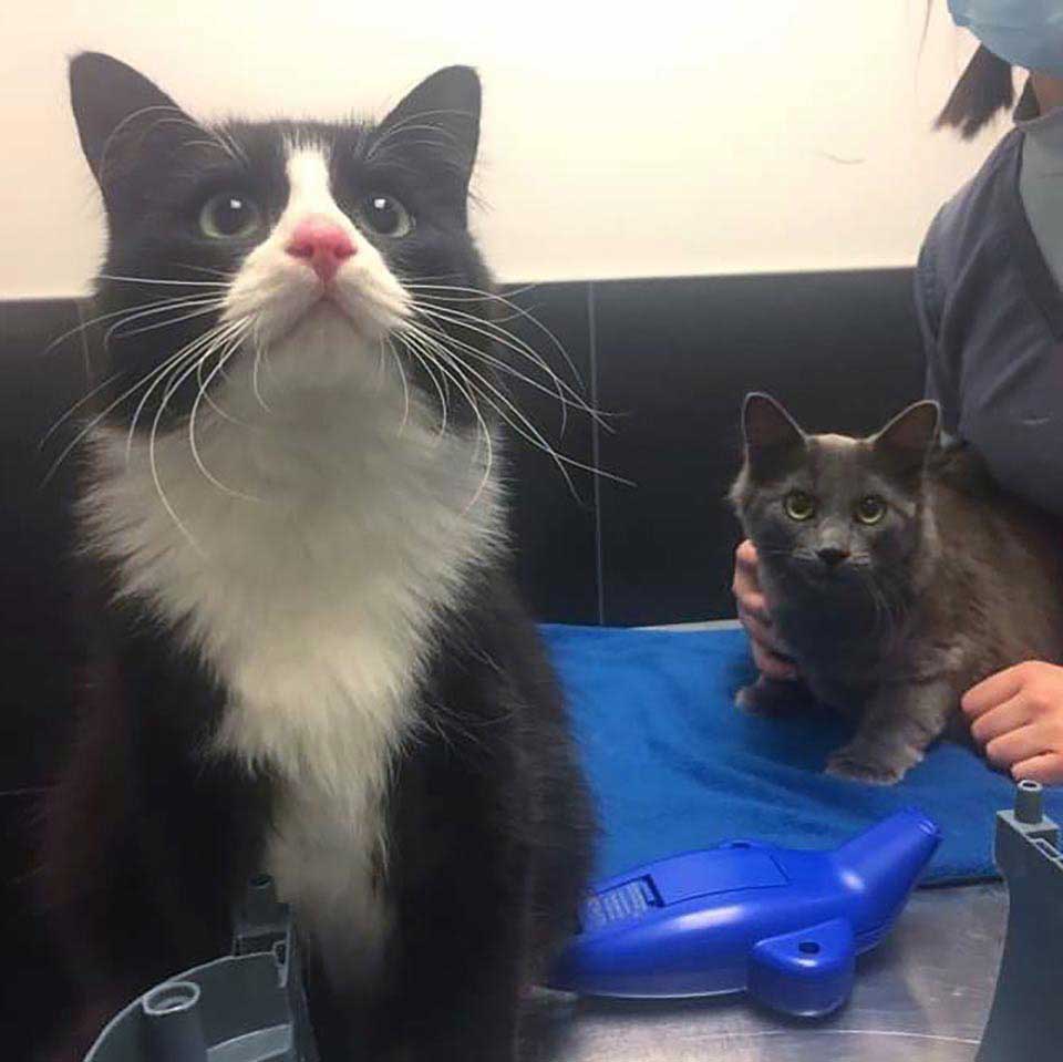 Rescued kittens