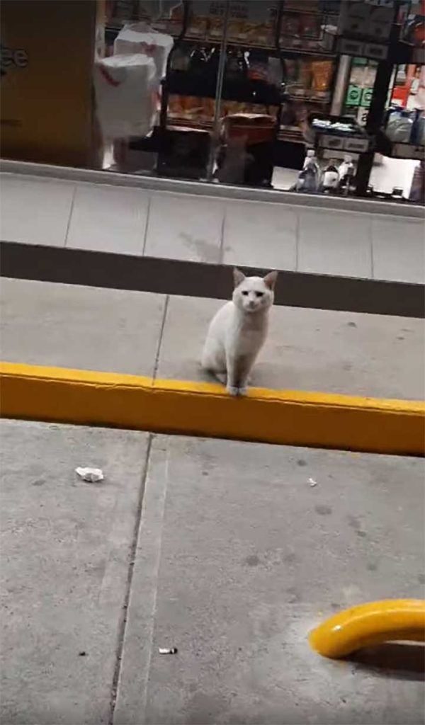 Smart cat asks for food