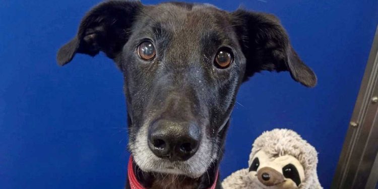 Unluckiest Dog Britain Finds A Home Christmas