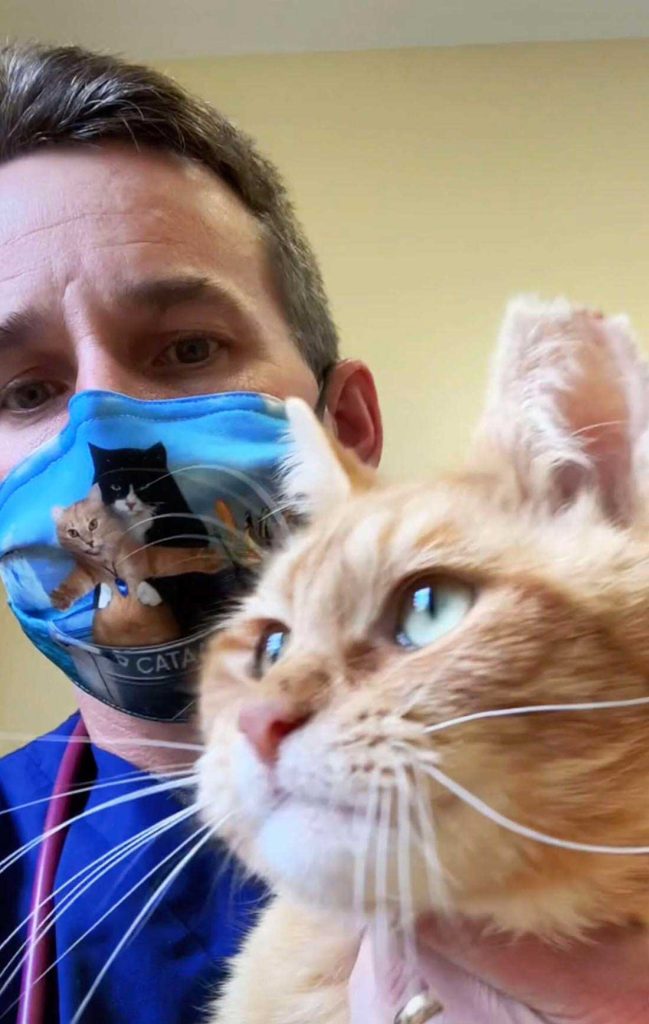 Veterinarian saved this cat