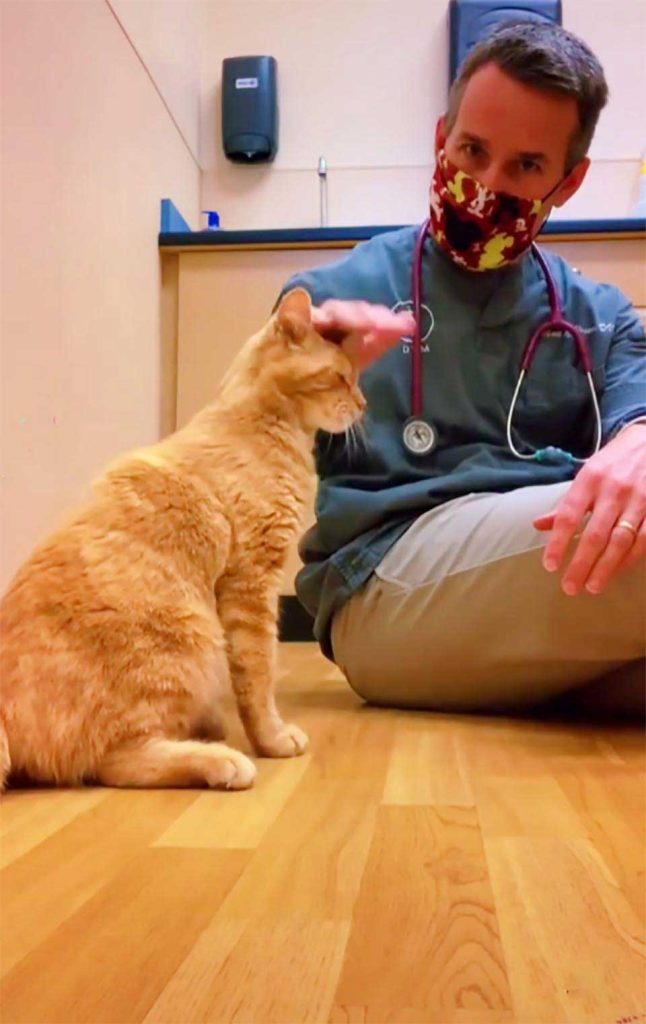 Veterinarian saves the life cat