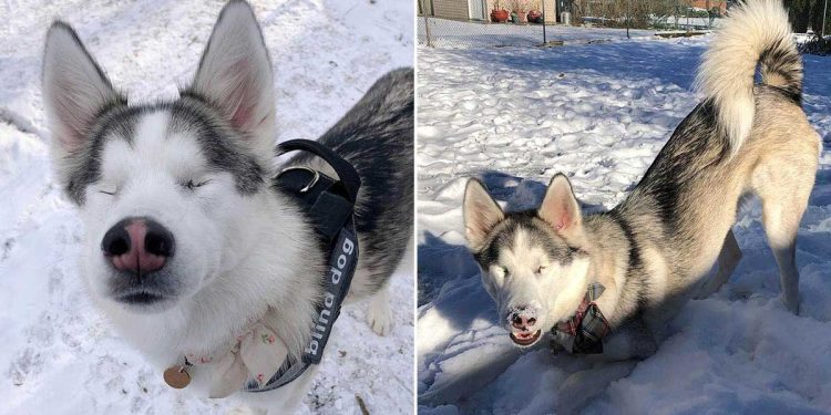 blind dog emotion feels snow