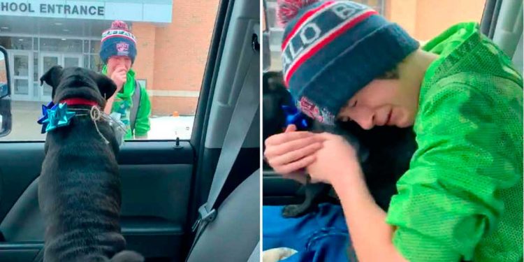 boy surprised with lost pet