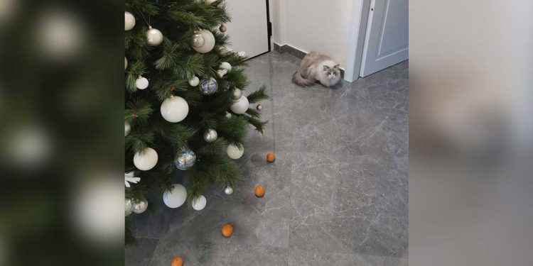 cat christmas tree tangerines