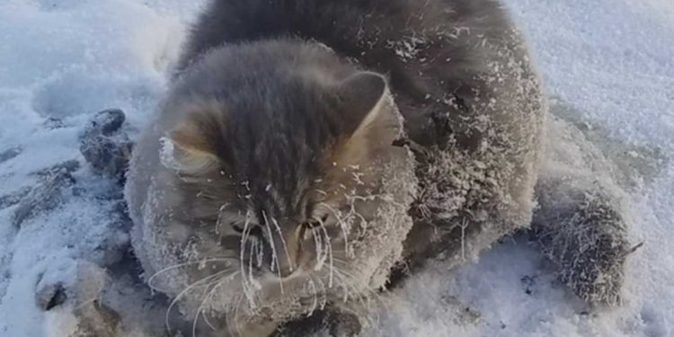 cat had its paws frozen