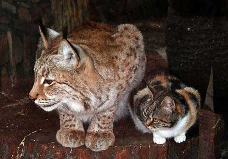 cat-lynx-1