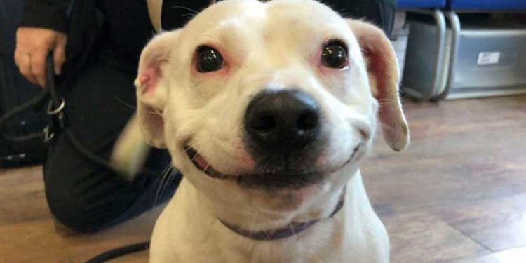 dog fabulous smile finds family