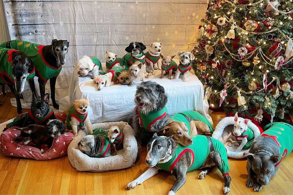 family 21 dogs christmas