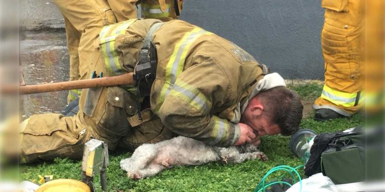firefighter saved dog fire mouth-to-mouth mouth
