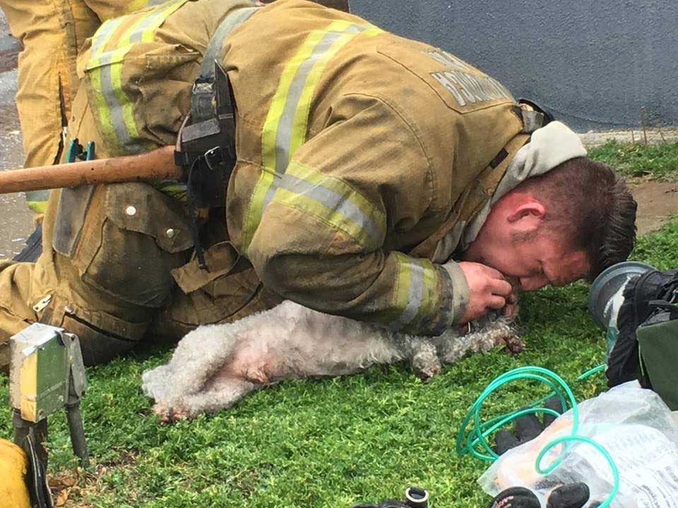 firefighter saves dog life during fire