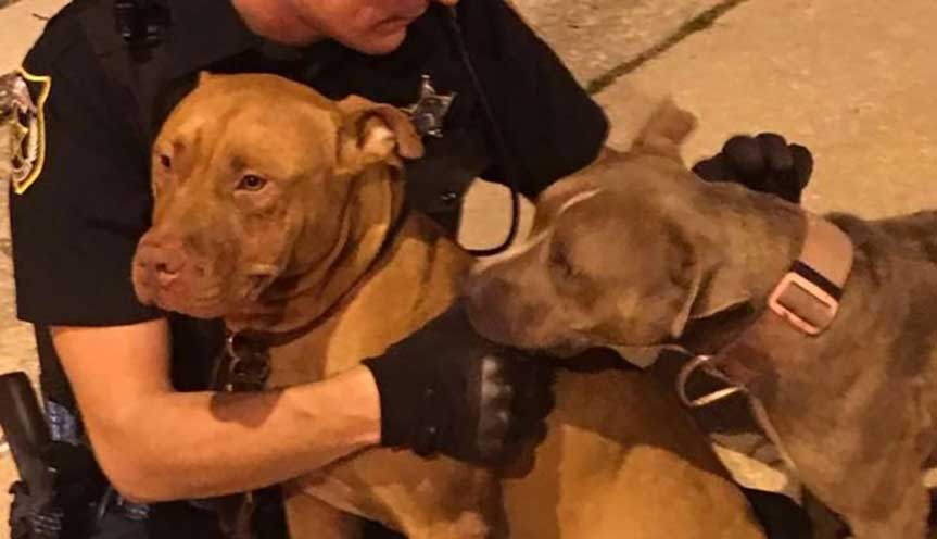 kind cops rescue two scared pit bulls