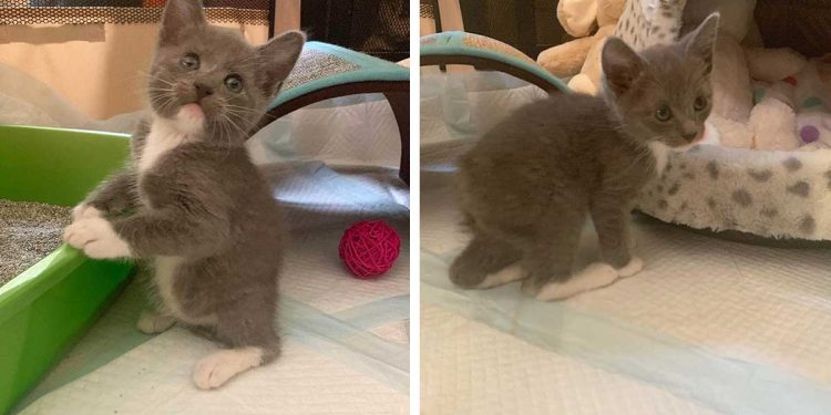 kitten born tailless jump bunny gets home