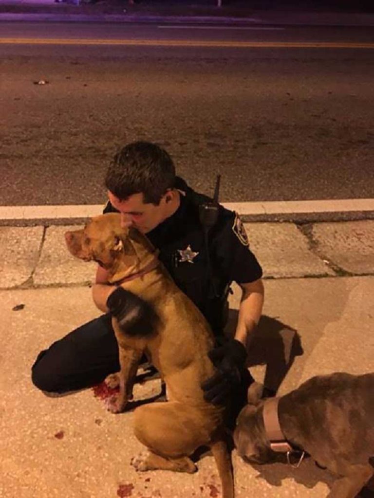 officers rescue pit bulls