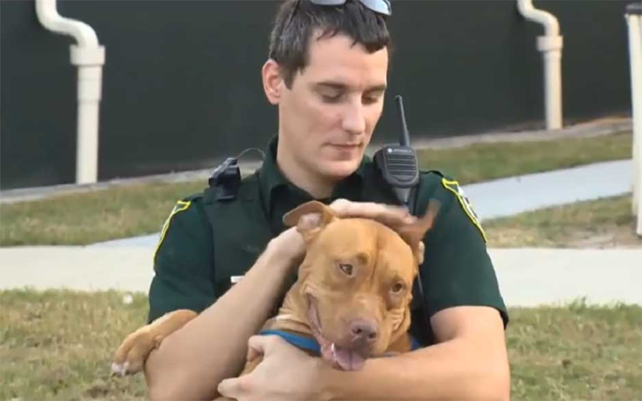 officers rescue scared pit bulls
