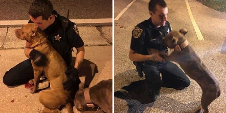 police officers rescue scared pit bulls