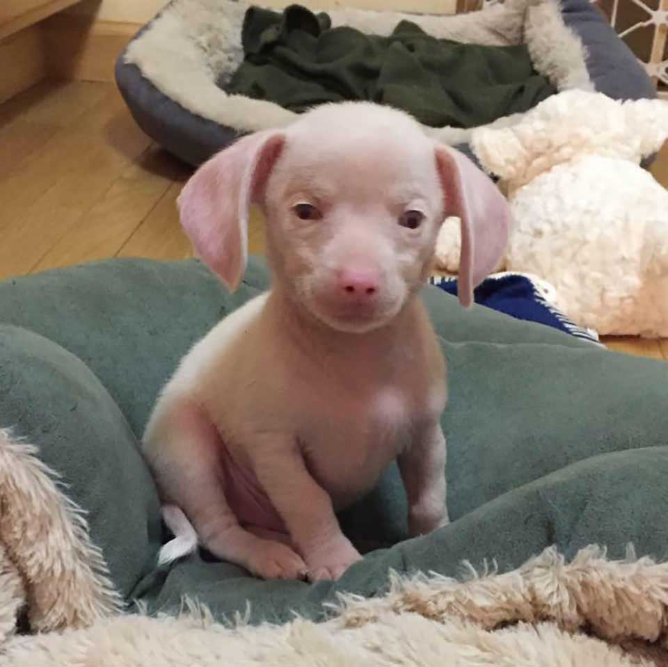 Blind and deaf puppy