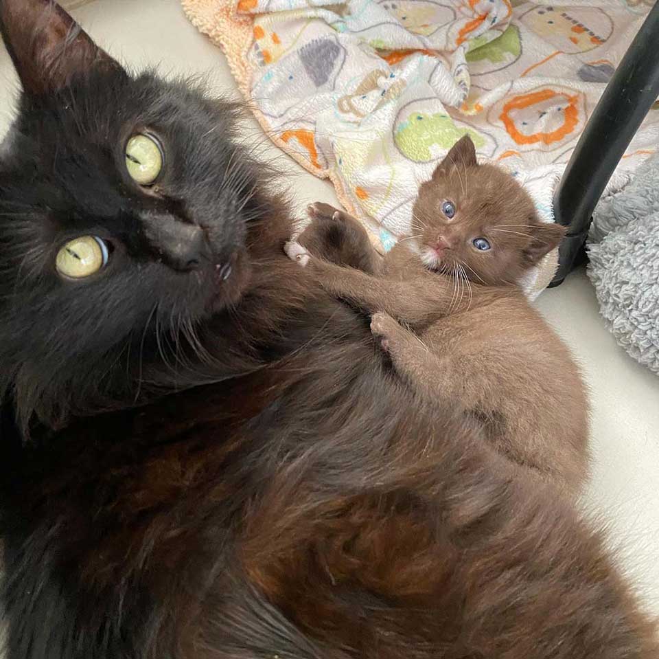 Cat and her baby