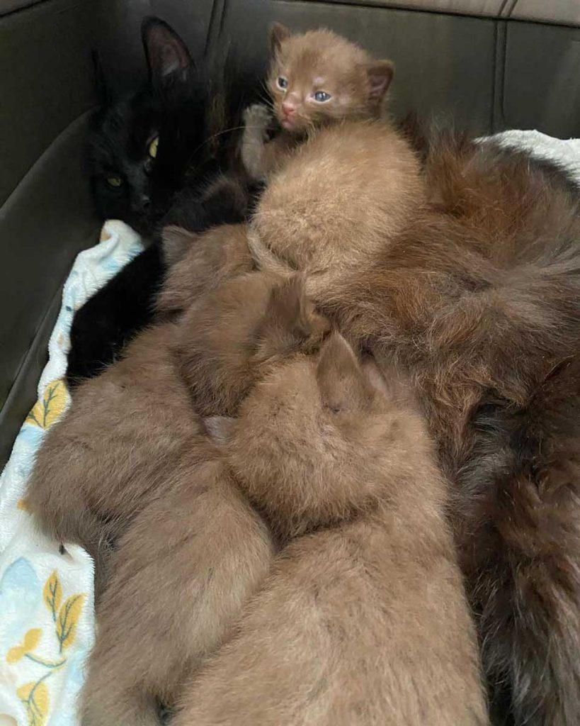 Cat with four brown kittens