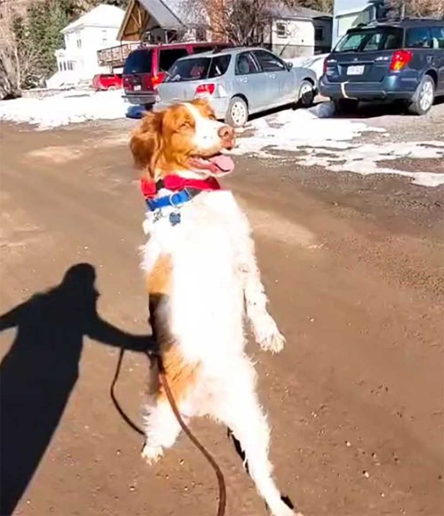 Dexter learns to walk