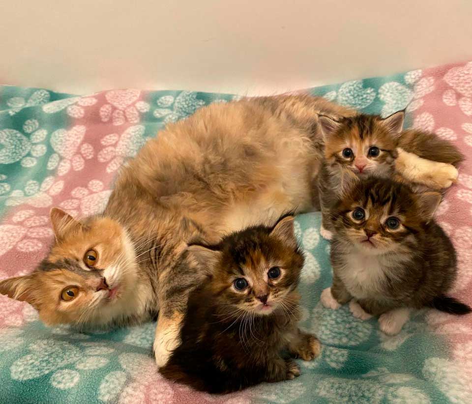 Feline family thriving