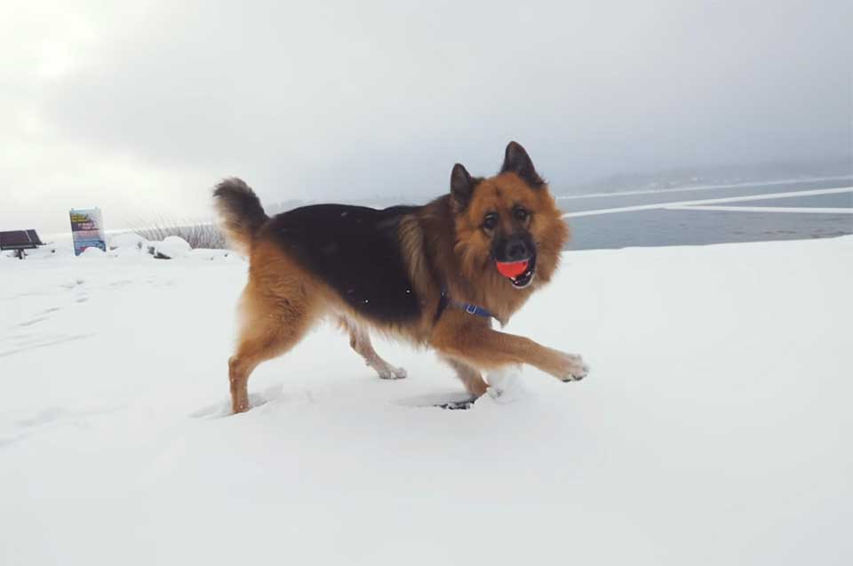 Herschel in the snow