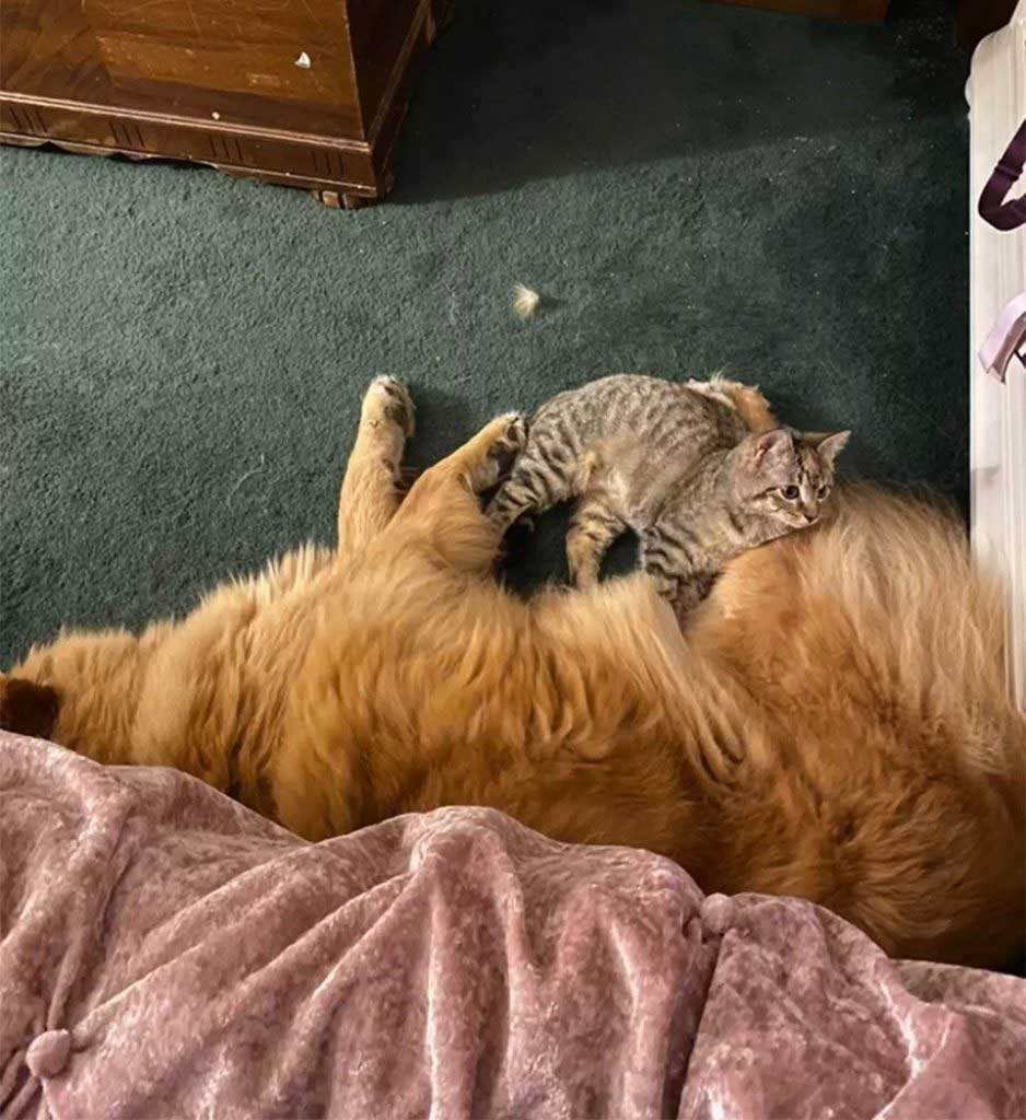 Kitten and Bailey