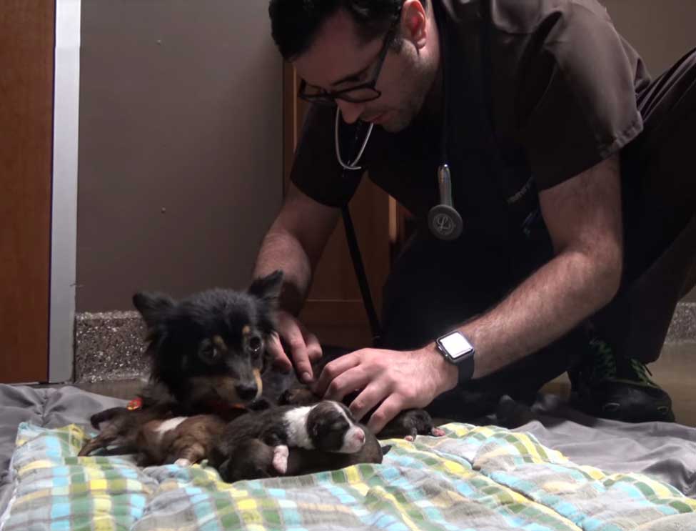 Navalina at the vet