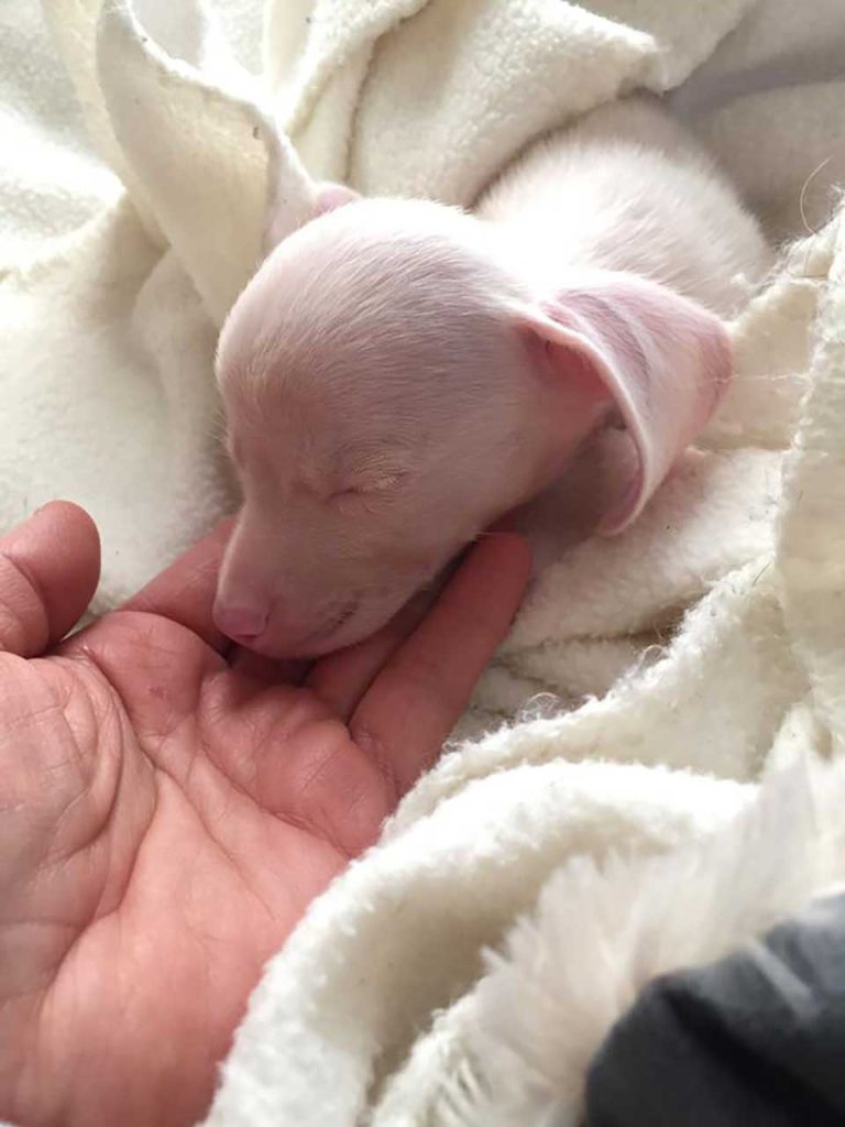 Newborn pink puppy