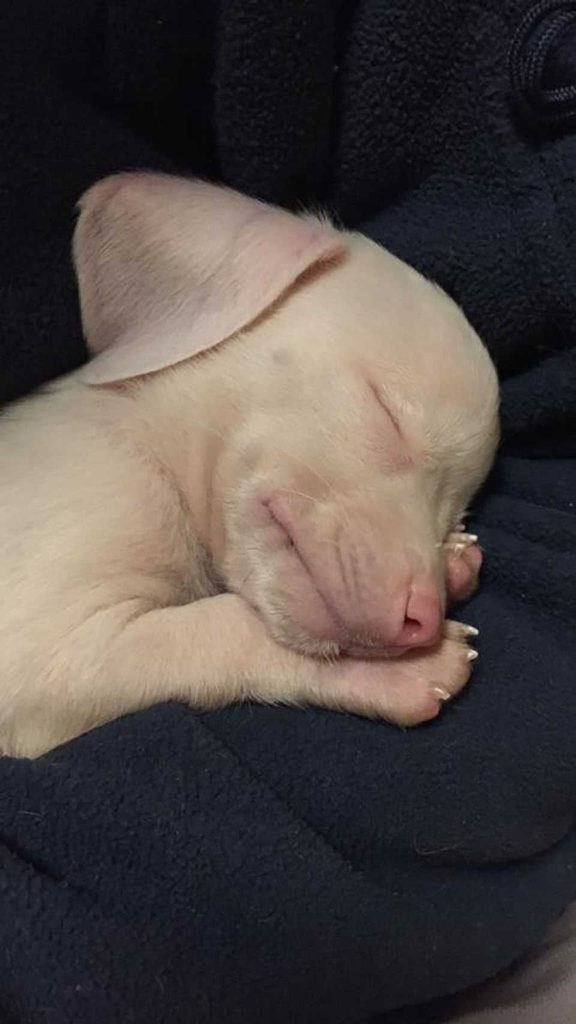 Pink puppy sleeps