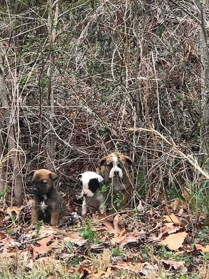 Puppies abandoned in a landfill