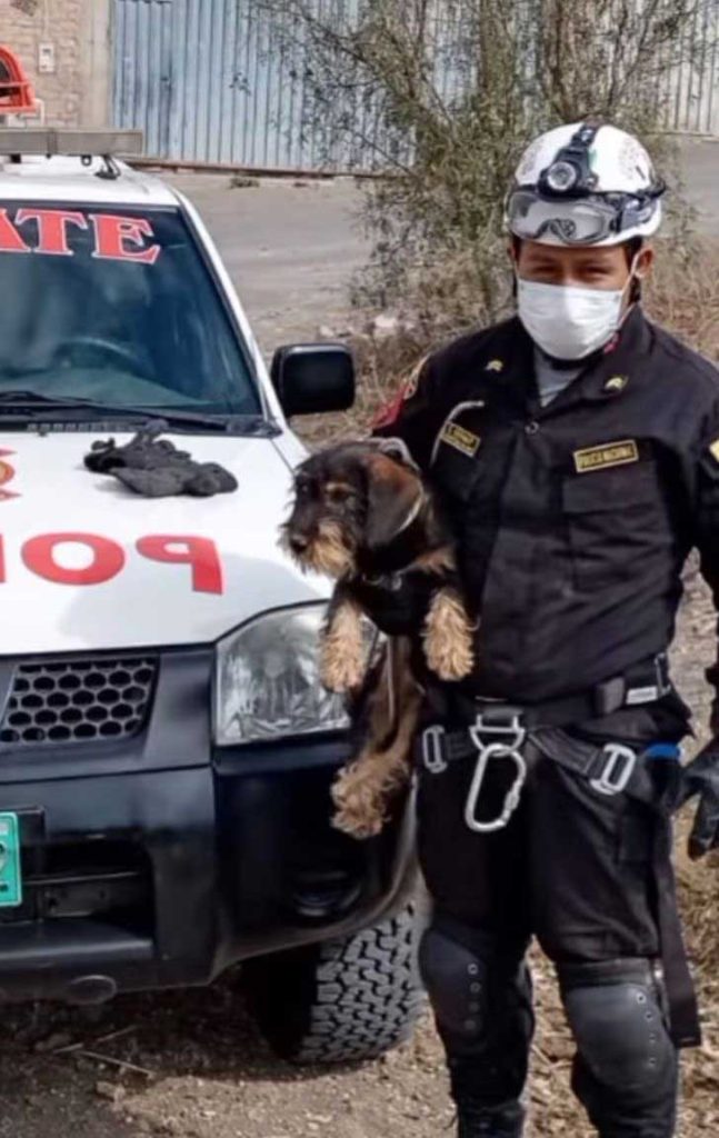 Rescued Puppy Ravine